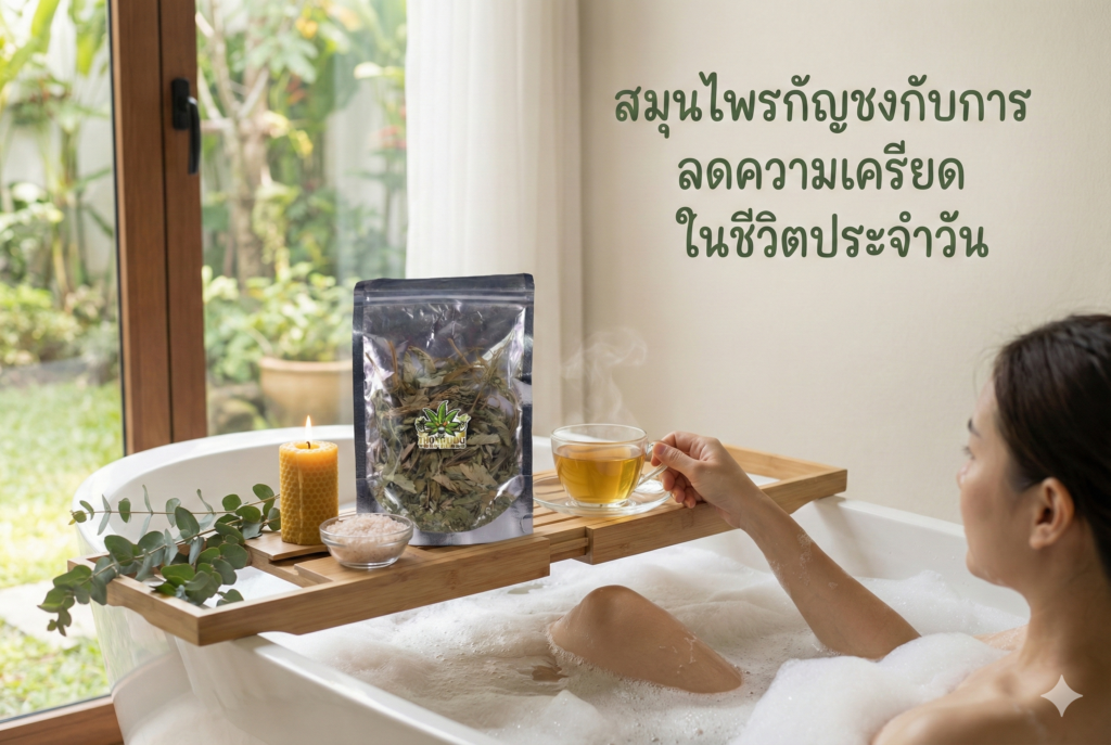 สมุนไพรกัญชงลดความเครียด
